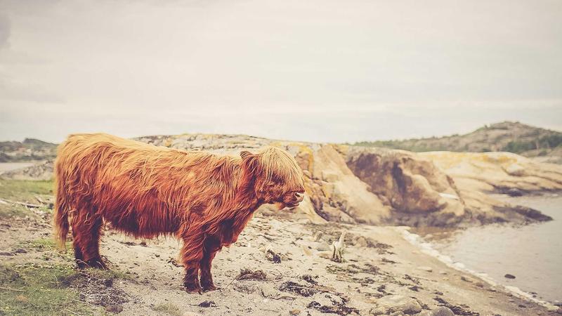 Afbeelding van Drie dagen Parijs