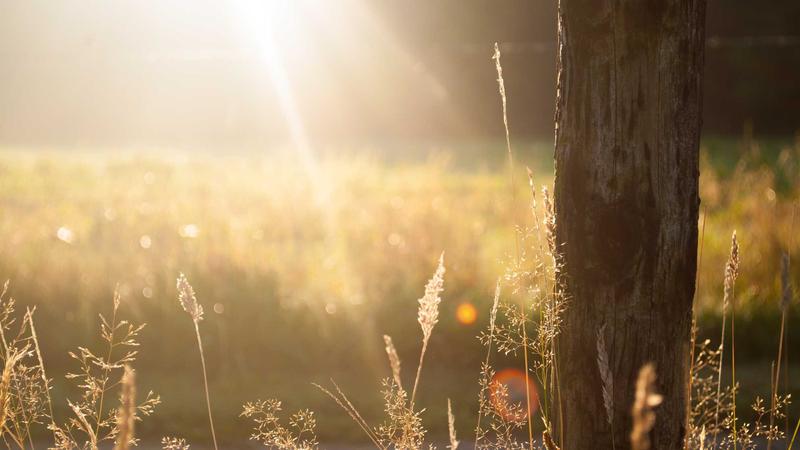 Afbeelding van Vondelpark Amsterdam