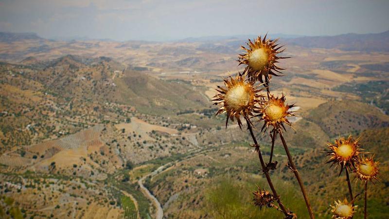Afbeelding van Friese meren cruise